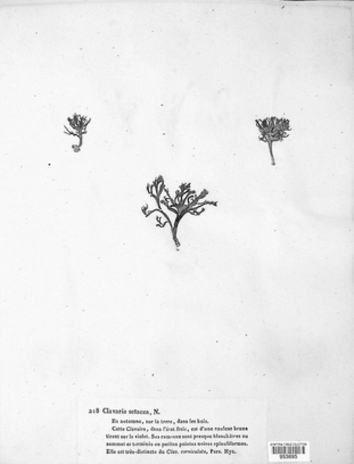 Pterula setacea image